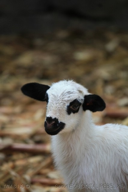 [%255B086%255D_Arcos_-_Cordeiro%255B10%255D.jpg]