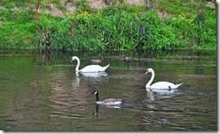 Swans in the Severn