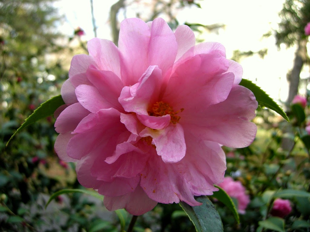 [camellia95.jpg]