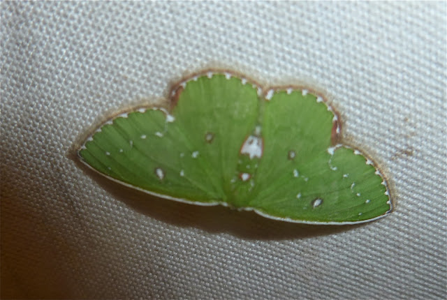 Geometrinae sp. Mananara Lodge, Anjozorobe (Madagascar), 5 janvier 2014. Photo : J. Marquet