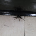 Wolf spider