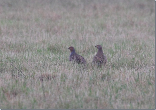 grey_partridge