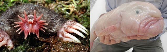 21 animais incríveis que você certamente não sabia da existência 21 animais incríveis que você certamente não sabia da existência