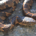 Common Watersnake