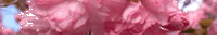 [aabkgTR-cherry-blossoms-200x50%253DTOP%255B5%255D.gif]