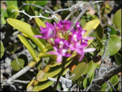 orquidea de restinga