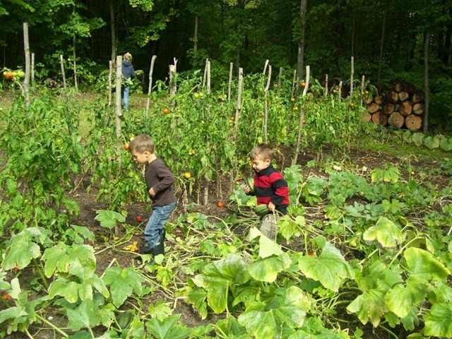 [harvest%255B3%255D.jpg]