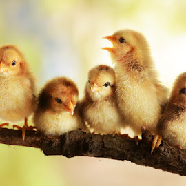 Group portrait of cute chicks by Prachit Punyapor - Animals Birds ( newborns chicks, lovely animals, animals, group of cute, nice backgrounds, group of chicks, beautiful animals, nice animals, cute animals, cute chicks, adorable animal, adorable chicks, amazing chicks, family, cutes, group, chicks )