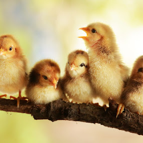 Group portrait of cute chicks by Prachit Punyapor - Animals Birds ( newborns chicks, lovely animals, animals, group of cute, nice backgrounds, group of chicks, beautiful animals, nice animals, cute animals, cute chicks, adorable animal, adorable chicks, amazing chicks, family, cutes, group, chicks )