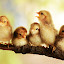 Group portrait of cute chicks by Prachit Punyapor - Animals Birds ( newborns chicks, lovely animals, animals, group of cute, nice backgrounds, group of chicks, beautiful animals, nice animals, cute animals, cute chicks, adorable animal, adorable chicks, amazing chicks, family, cutes, group, chicks )