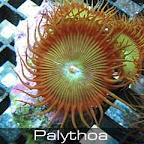 Palythoa.jpg