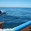 tour-punta-choros-isla-damas