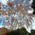 Granja Palau