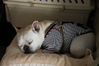 I'm so excited to be on the show, but as soon as the car starts moving, I always immediately fall asleep...
