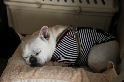 I'm so excited to be on the show, but as soon as the car starts moving, I always immediately fall asleep...
