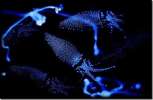 螢烏賊,螢光烏賊,Firefly Squid,螢火魷 螢烏賊,螢光烏賊,Firefly Squid,螢火魷