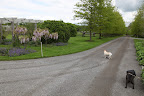 Francesca!  Look at the pergola!  There's so much color!