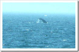 3.22.2012 Herring Cove Provincetown whale fin