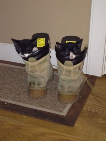 [funny-animals-cute-3%255B2%255D.jpg]