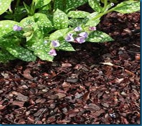 cocoa mulch