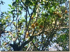 IMG_0211 IMG_0211