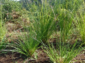 [Akar%2520wangi%255B6%255D.jpg]