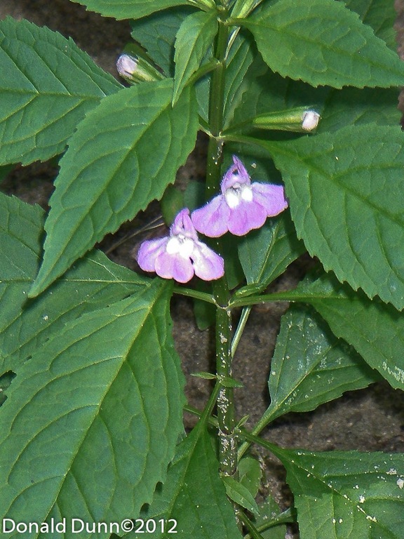 [120829_E04%255B6%255D.jpg]