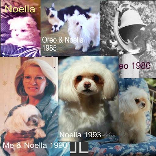 Little Noella arrived on Christmas of '85, hence her name. Oreo, a barn cat adopted by Delia, joined the crew around that same time. Playmates Oreo and Noella showed many a sceptic that felines and canines can in fact be the best of buds. Little Noella arrived on Christmas of '85, hence her name. Oreo, a barn cat adopted by Delia, joined the crew around that same time. Playmates Oreo and Noella showed many a sceptic that felines and canines can in fact be the best of buds.