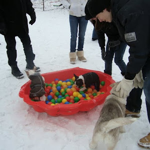 Welpentraining Januar 2010