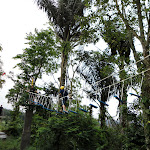 Flying Fox
