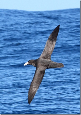 southern_giant_petrel2