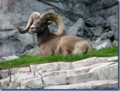0133 Alberta Calgary - Calgary Zoo The Canadian Wilds - Bighorn Sheep