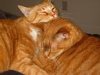 They cuddle shamelessly... They cuddle shamelessly...