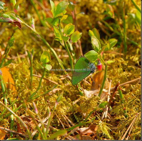 asfaltti ty&ouml; vt 8 Kangasperhonen (Callophrys rubi) 062