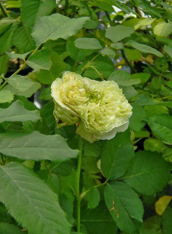 DSCN9754 DSCN9754