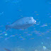 P7095466