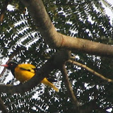 Black-hooded Oriole