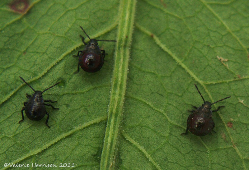 [shieldbug%2520Picromerus%2520bidens%25203%255B2%255D.jpg]