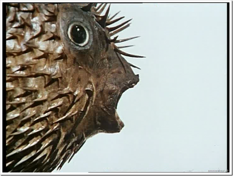 jan svankmajer historia naturae emmerdeur_209 jan svankmajer historia naturae emmerdeur_209