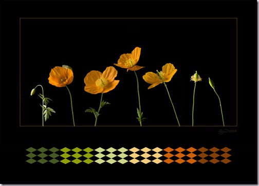 schijnpapaver-1 schijnpapaver-1