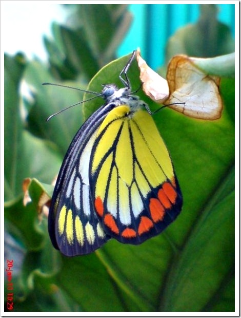 kupu-kupu ‘Painted Jezebel’ (Delias hyparete) 