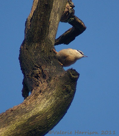 [6-nuthatch%255B2%255D.jpg]
