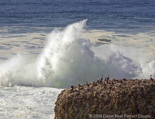 Pelicans and Waves4