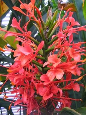 [Hedychium-anguistifolium4.jpg]