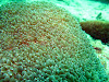  Koh Lipe Resimleri Fotoğrafları