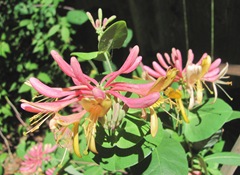 honeysuckle yellow red no scent1