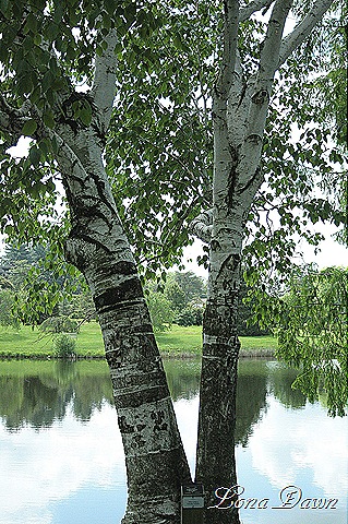 [DA_PaperBirchTree%255B8%255D.jpg]