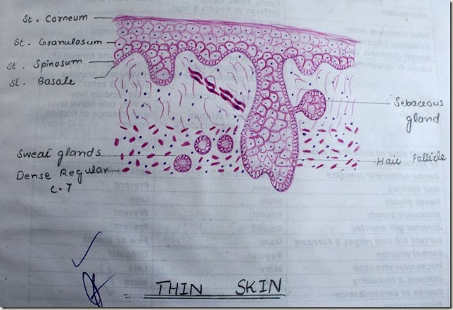 thin skin high resolution histology diagram