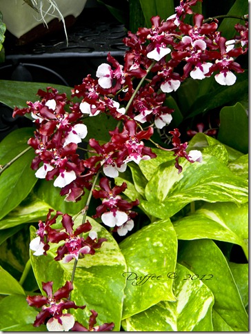 Magenta and White Orchids