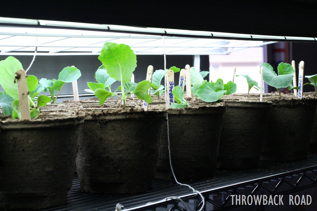 [transplanting-seedlings-0363.jpg]